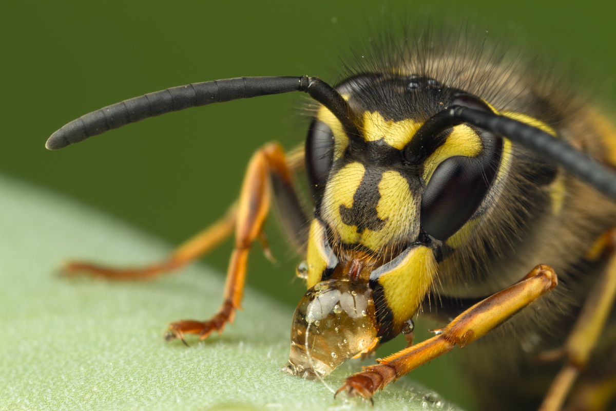 Common Wasp